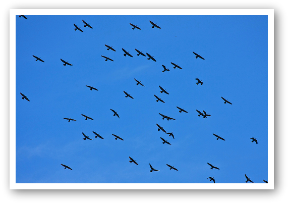 Flock In Flight