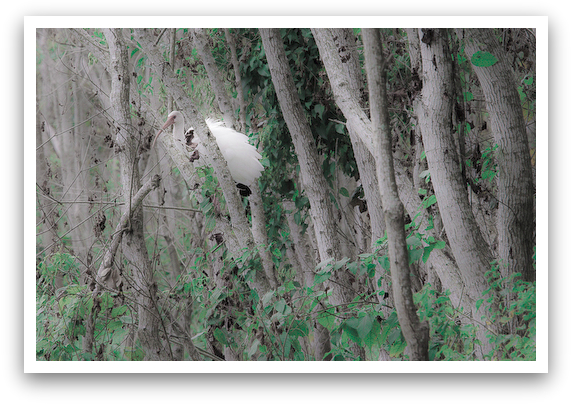 White Ibis Hiding
