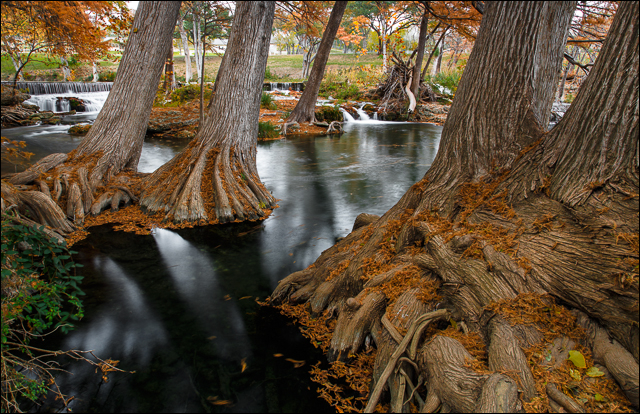 Grand Cypress in Autumn